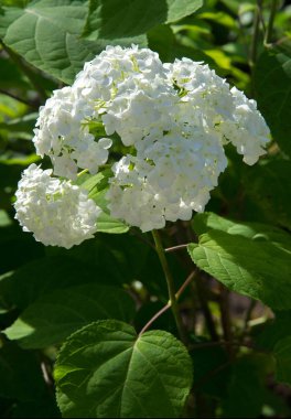 Viburum opulus var steril Boule de neige 'in Avrupa kızılcık çalısı. Hanımeli ailesinin bir çalısı. Yuvarlak beyaz çiçek kümeleri onu kırmızı böğürtlen takip ediyor..