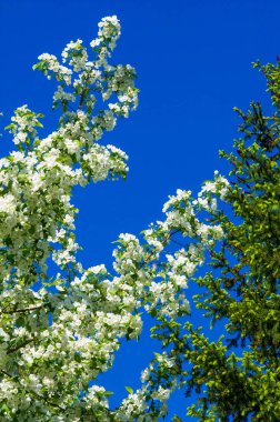 Elma Çiçekleri, Elma Çiçeği. Doğal yeşil arka planda gün ışığında. Ağaç beyazı baharda çiçek açar..