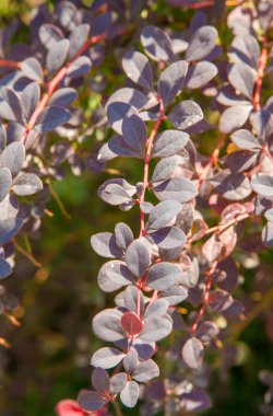 Berberis vulgaris, Berberiler (Berberis vulgaris) familyasından bir böğürtlen türü. Yenilebilir asit dutları üretiyor. Birçok ülkede meyveleri için yetiştirilir..