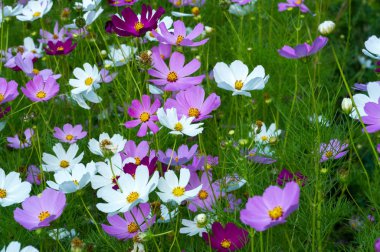 Çiçek kozmosu Meksika 'da çayırlık ve ovalanmaya elverişlidir, burada türlerin çoğu ve Amerika Birleşik Devletleri, ta Washington, Orta Amerika' daki Olimpiyat Yarımadası 'na kadar.,