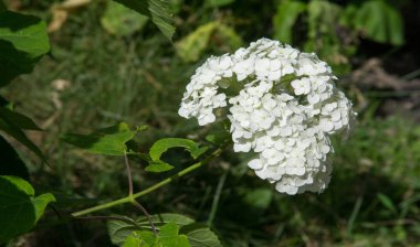 Viburum opulus var steril Boule de neige 'in Avrupa kızılcık çalısı. Hanımeli ailesinin bir çalısı. Yuvarlak beyaz çiçek kümeleri onu kırmızı böğürtlen takip ediyor..