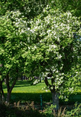 Elma Çiçekleri, Elma Çiçeği. Doğal yeşil arka planda gün ışığında. Ağaç beyazı baharda çiçek açar..