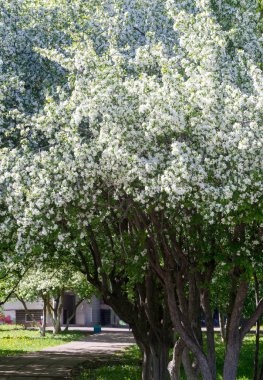 Elma Çiçekleri, Elma Çiçeği. Doğal yeşil arka planda gün ışığında. Ağaç beyazı baharda çiçek açar..