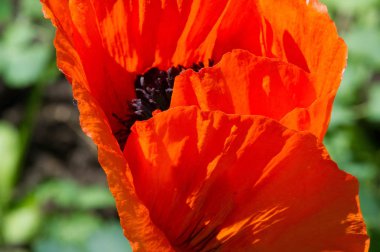 Papaver 'ın tıbbi özellikleri var. Kökler lateks süt içerir. Afyon haşhaş Papaver somniferumunda morfin ve kodein de dahil olmak üzere birkaç narkotik alkaloid bulunur. Haşhaş tohumları pişirme ve pişirme