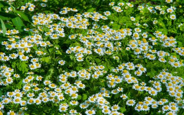 Papatya çiçekleri. papatya, papatya tekerleği, papatya zinciri, papatya. Çiçekler gibi beyaz ve sarı papatya ile aromatik bir Avrupa bitki,.