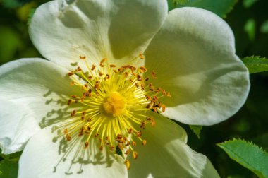 Pembe kalçalar karotenoid beta-karoten, lutein, zeaxanthin ve lycopene içerir, bunlar çeşitli potansiyel biyolojik rollerde temel araştırmalarda bulunur..