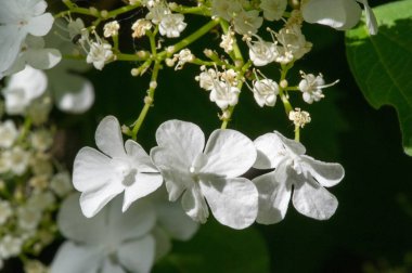 Viburum çiçekleri. Çiçekler 5-15 cm genişliğinde, her çiçek beyaz, krema ya da pembe, küçük, 3-5 mm genişliğinde, beş yapraklı, bazı türlerde güçlü kokulu..