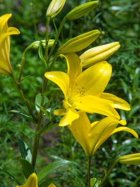 Lilium, otçul çiçekli bir bitki cinsidir ve hepsinde de büyük belirgin çiçekler bulunur. Zambaklar, dünyanın çoğunda kültürde önemli olan çiçek açan bir bitki grubudur..
