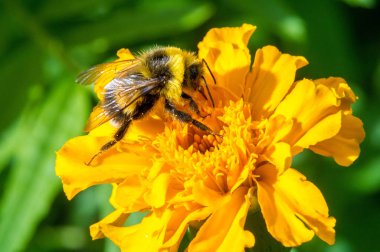 Tagetes, pericone olarak bilinen, Meksika'da tıbbi çay tatlı, aromalı anason yapmak için kullanılır. tarhun yerine, ve çocukların 