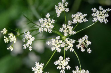 Aegopodyum. En tanınmış üyesi Aegodium podagraria, dağdaki kar, piskopos otu, gutweed, Avrupa ve Asya 'ya özgüdür..