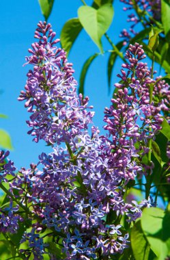 Zeytin familyasına ait ağaçlık alanlarda yetişen ve güneydoğu Avrupa 'dan doğu Asya' ya kadar ovalanan ve daha ılıman bölgelerde yaygın ve yaygın olarak yetiştirilen leylak yapraklı yapraklı şırınga türleri.
