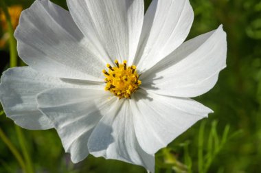 Çiçek kozmosu Meksika 'da çayırlık ve ovalanmaya elverişlidir, burada türlerin çoğu ve Amerika Birleşik Devletleri, ta Washington, Orta Amerika' daki Olimpiyat Yarımadası 'na kadar.,