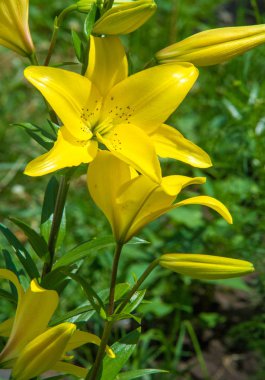 Lilium, otçul çiçekli bir bitki cinsidir ve hepsinde de büyük belirgin çiçekler bulunur. Zambaklar, dünyanın çoğunda kültürde önemli olan çiçek açan bir bitki grubudur..