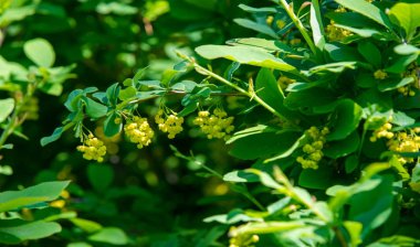 Berberis vulgaris, Berberiler (Berberis vulgaris) familyasından bir böğürtlen türü. Yenilebilir asit dutları üretiyor. Birçok ülkede meyveleri için yetiştirilir..