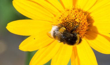 Tagetes cinsinden Calendula bitkileri. Bilinen adı Bakire Meryem 'dir. Popüler bitkisel ve kozmetik ürünler, karotenoidler, steroller, çeşniler, katran ve tanenler, temel petrol, kumarhaneler,