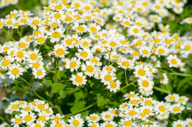 Papatya çayı. İtalyan papatya çayı özütü Matrikaria recutita koyu çay olarak kabul edilir. Fizyoterapide antimikrobik ve iltihap önleyici olarak kullanıldı. Aynı zamanda merhemlerde, losyonlarda ve enfeksiyonlarda da kullanılır.
