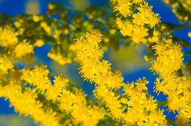 Solidago 'nun çiçeği, Güney Amerika ve Avrasya' ya özgü Meksika da dahil olmak üzere, Kuzey Amerika 'dan gelir.