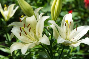 Zambak zambakları Lily - Çiçekler büyük, genellikle hoş kokulu ve beyaz, sarı, portakal, pembe, kırmızı ve mor gibi çok çeşitli renklerde sunulurlar. İşaretleme noktalar ve fırça darbelerini içerir.