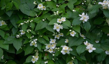 Yasemin, parfüm veya çayda kullanılan kokulu çiçekleri taşıyan Eski Dünya çalısı ya da tırmanma bitkisidir. Bir süs olarak popülerdir. Fluminense Altın Sahili Yasemin