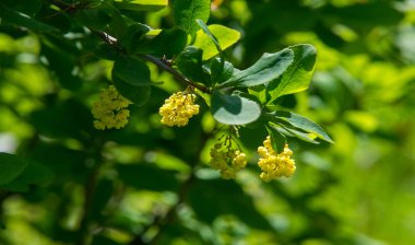 Berberis vulgaris, Berberiler (Berberis vulgaris) familyasından bir böğürtlen türü. Yenilebilir asit dutları üretiyor. Birçok ülkede meyveleri için yetiştirilir..