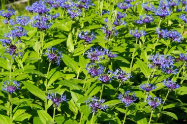Blue cornflower 'ın ABD, Kanada, İngiltere ve Avustralya' daki popülaritesi o kadar yüksekti ki Corning Glass Works 'ün bir sembolü haline geldi..