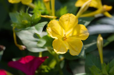 Mirabilis jalapa, the miracle of Peru or a four-hour flower, is the most common ornamental species of the Mirabilis plant and is available in various colors. Mirabilis jalapa cultivated the Aztecs clipart
