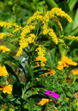 Çiçek düzenlemesi şehir sokaklarına renk getiriyor, çiçekli şehir yatakları, çevresel sorumluluk ve güzelleştirme toplumsal katılımla ve rekabet zorluğuyla.