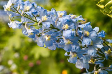 Delphinium is a genus of about 300 species of perennial flowering plants in the family Ranunculaceae, native throughout the Northern Hemisphere and also on the high mountains of tropical Africa. clipart