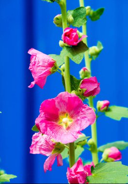 Althaea officinalis veya marsh-mallow, otçullukta ve kökten yapılan süs bitkilerinde kullanılan Avrupa, Batı Asya ve Kuzey Afrika 'ya özgü kalıcı bir türdür.