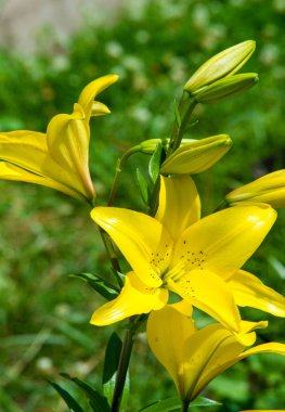 Lilium, otçul çiçekli bir bitki cinsidir ve hepsinde de büyük belirgin çiçekler bulunur. Zambaklar, dünyanın çoğunda kültürde önemli olan çiçek açan bir bitki grubudur..