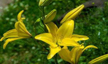 Lilium, otçul çiçekli bir bitki cinsidir ve hepsinde de büyük belirgin çiçekler bulunur. Zambaklar, dünyanın çoğunda kültürde önemli olan çiçek açan bir bitki grubudur..