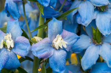 Delphinium, Ranunculaceae familyasından Kuzey Yarımküre 'de ve ayrıca tropikal Afrika' nın yüksek dağlarında yaşayan yaklaşık 300 tür bitkiden oluşan bir cinstir..