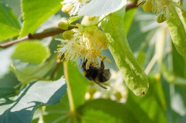 Bir ıhlamur ağacı çiçeği. Cins, Birleşik Krallık ve Kuzey Amerika 'da yaygın olarak limon olarak adlandırılır. Nektar oluşturan çiçekler, şifalı bitki limonu. Monoflorn tatlım. çaylar ve tentürler