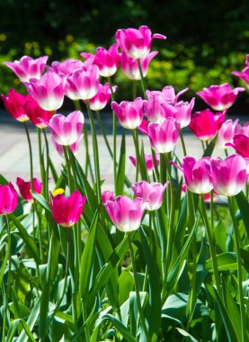 Laleler. Cesurca renklendirilmiş fincana benzer çiçekleri olan soğanlı bir bahar çiçeği..
