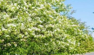 Elma Çiçekleri, Elma Çiçeği. Doğal yeşil arka planda gün ışığında. Ağaç beyazı baharda çiçek açar..