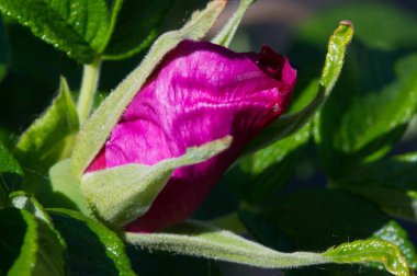 Dogrose çiçekleri. Briar eglantine kantar gülü - lezzetli aromalı Avrasya yaban gülü pembe ya da beyaz çiçekli