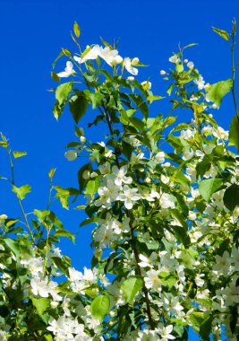 Elma Çiçekleri, Elma Çiçeği. Doğal yeşil arka planda gün ışığında. Ağaç beyazı baharda çiçek açar..