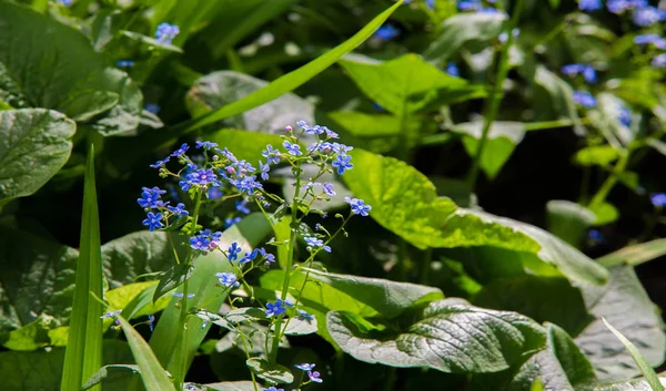 Myosotis Nell Emisfero Settentrionale Sono Colloquialmente Etichettati Come Forget Nots — Foto Stock