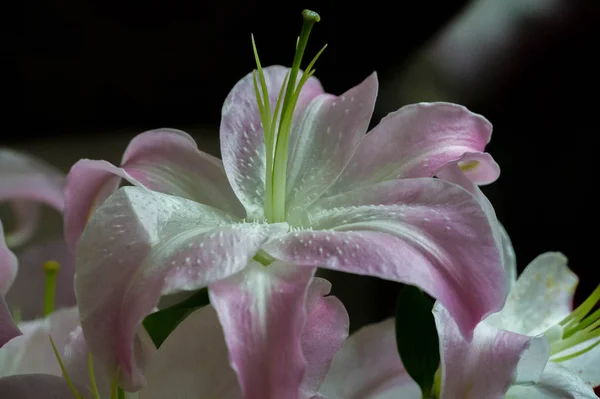 Lilies Lilium Lily Flowers Large Often Fragrant Presented Wide Range — Stock Photo, Image