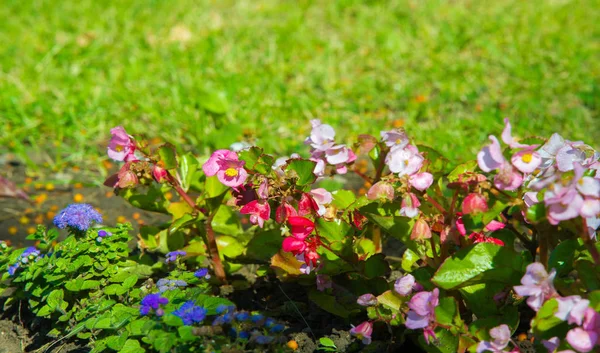 Begonia is a genus of perennial flowering plants of the Begonian family. Begonias are native to a humid subtropical and tropical climate. Some species are usually grown indoors as indoor plants.