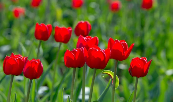 Tulipas Tulipa Formam Gênero Geófitos Bolhosos Herbáceos Perenes Com Flores — Fotografia de Stock