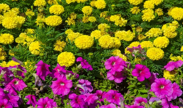 Floral landscaping brings a riot of color to city\'s streets, City beds with flowers, environmental responsibility and beautification through community participation and the challenge of competition.