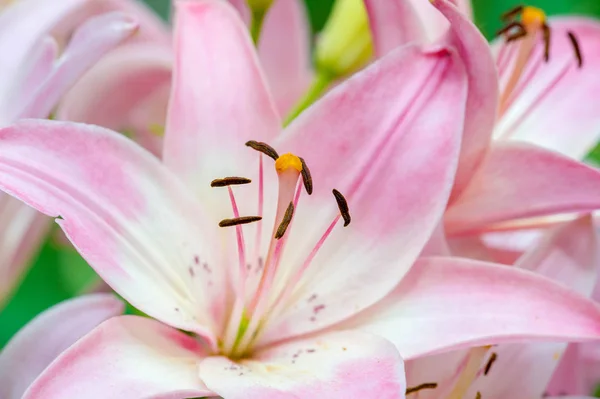 Lilies Lilium Lily Flowers Large Often Fragrant Presented Wide Range — Stock Photo, Image