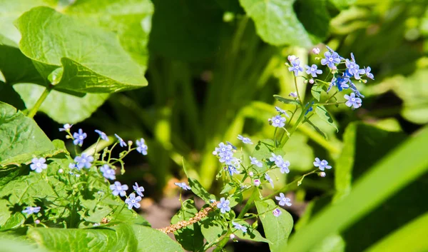 Myosotis Nell Emisfero Settentrionale Sono Colloquialmente Etichettati Come Forget Nots — Foto Stock