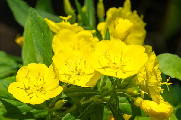 Oenothera may have originated in Mexico and Central America. Some Oenothera plants have edible parts. The roots of O. biennis are reported to be edible in young plants.