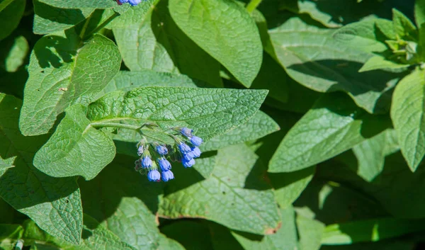 Symphytum Kommer Ursprungligen Från Blommande Växter Gurkört Boraginaceae Känd Kollektivt — Stockfoto