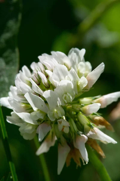 Clover Herbaceous Plant Pea Family Has Dense Globular Flower Heads — Stock Photo, Image