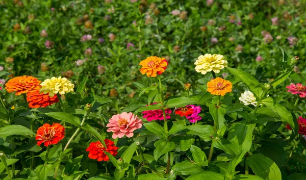 Zinnias São Plantas Anuais Arbustos Sub Arbustos Que Crescem Principalmente — Fotografia de Stock