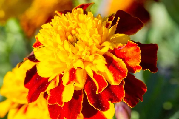 Die Art Tagetes Lucida Bekannt Als Pericones Wird Mexiko Zur — Stockfoto