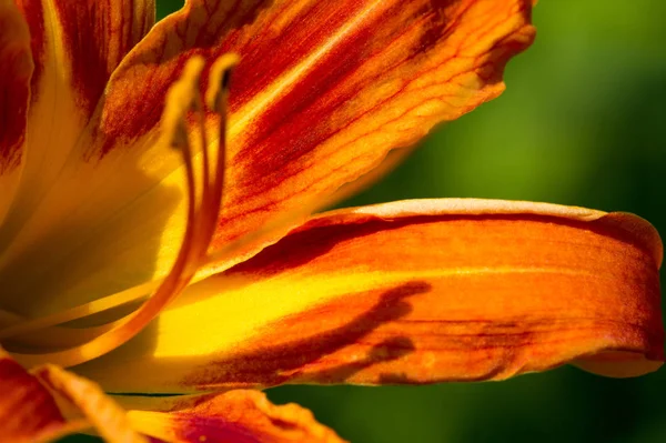 Los Miembros Lilium Los Cuales Son Verdaderos Lirios Son Género — Foto de Stock